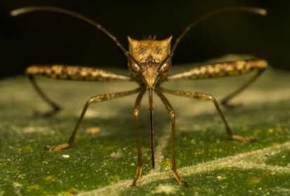 8 vecí, ktoré lákajú moskytov