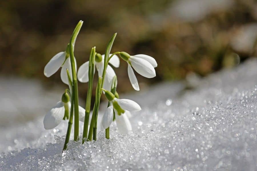 Snežienka, prvá jarná kvetina