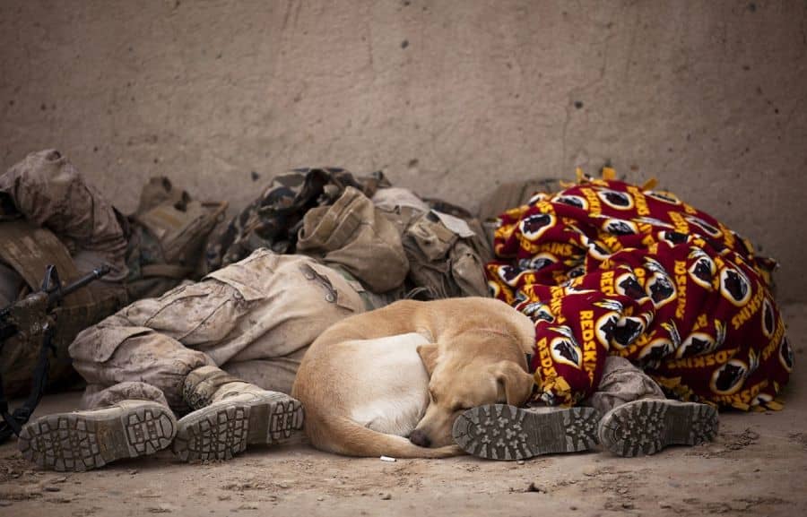 Tulácky pes spiaci s vojakmi