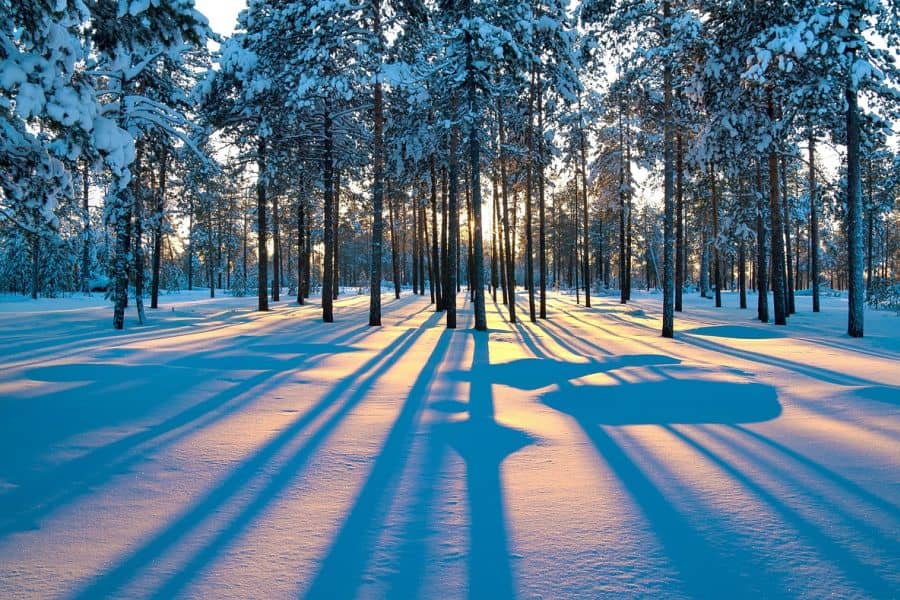 Krása zasneženého lesa s presvitajúcim slnkom