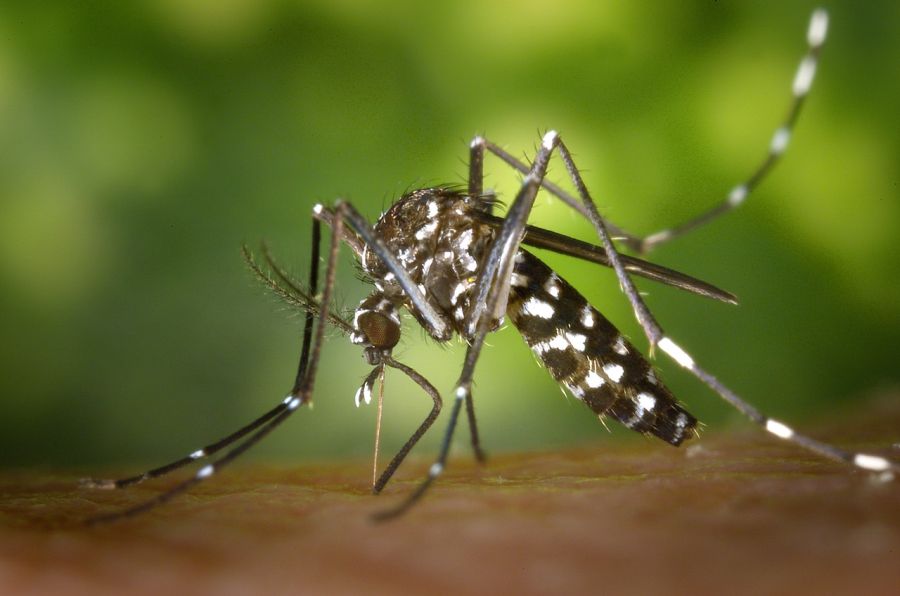 Komár v prírode