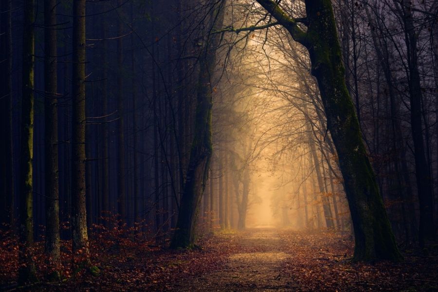 Cesta v tmavom lese na jeseň