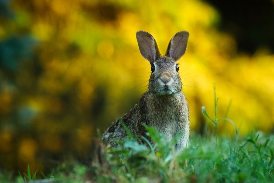Zajac v prírode